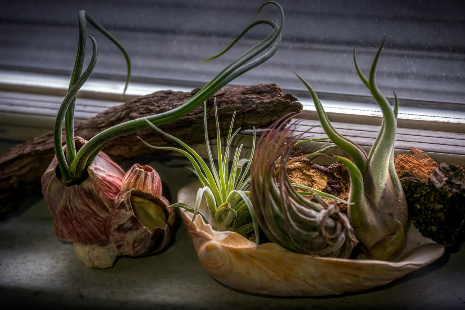 How to Decorate with Air Plants – Unique Ideas for Home and Events