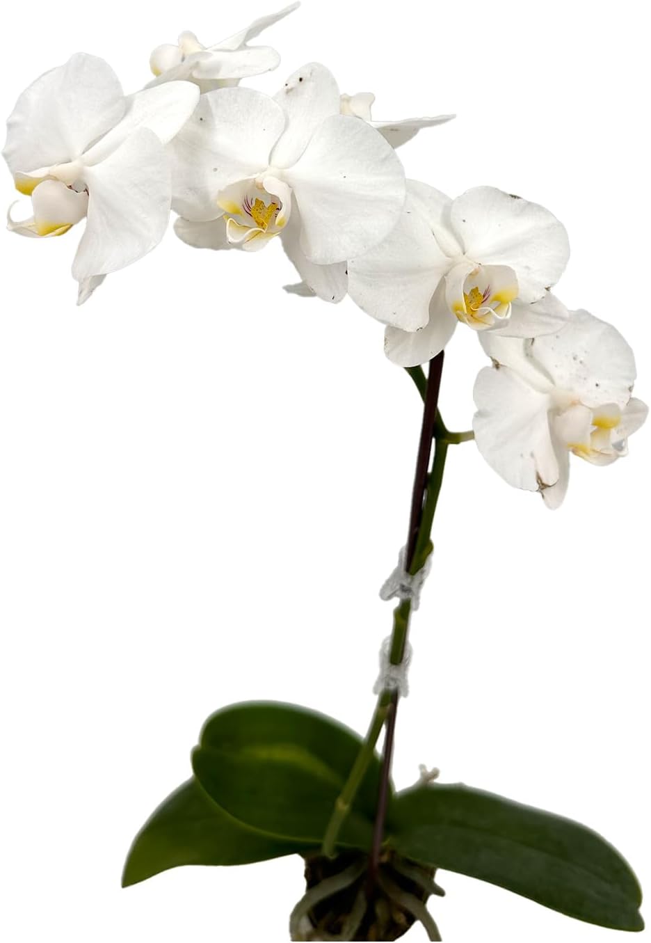 Phalaenopsis Orchid White