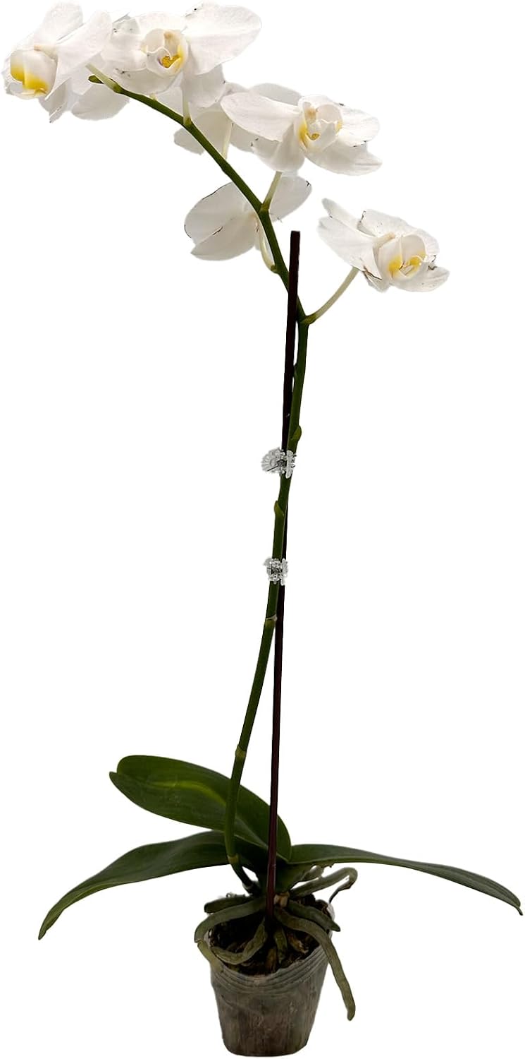 Phalaenopsis Orchid White