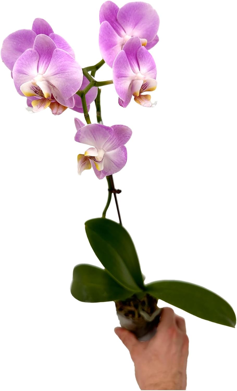 Phalaenopsis Orchid Pink