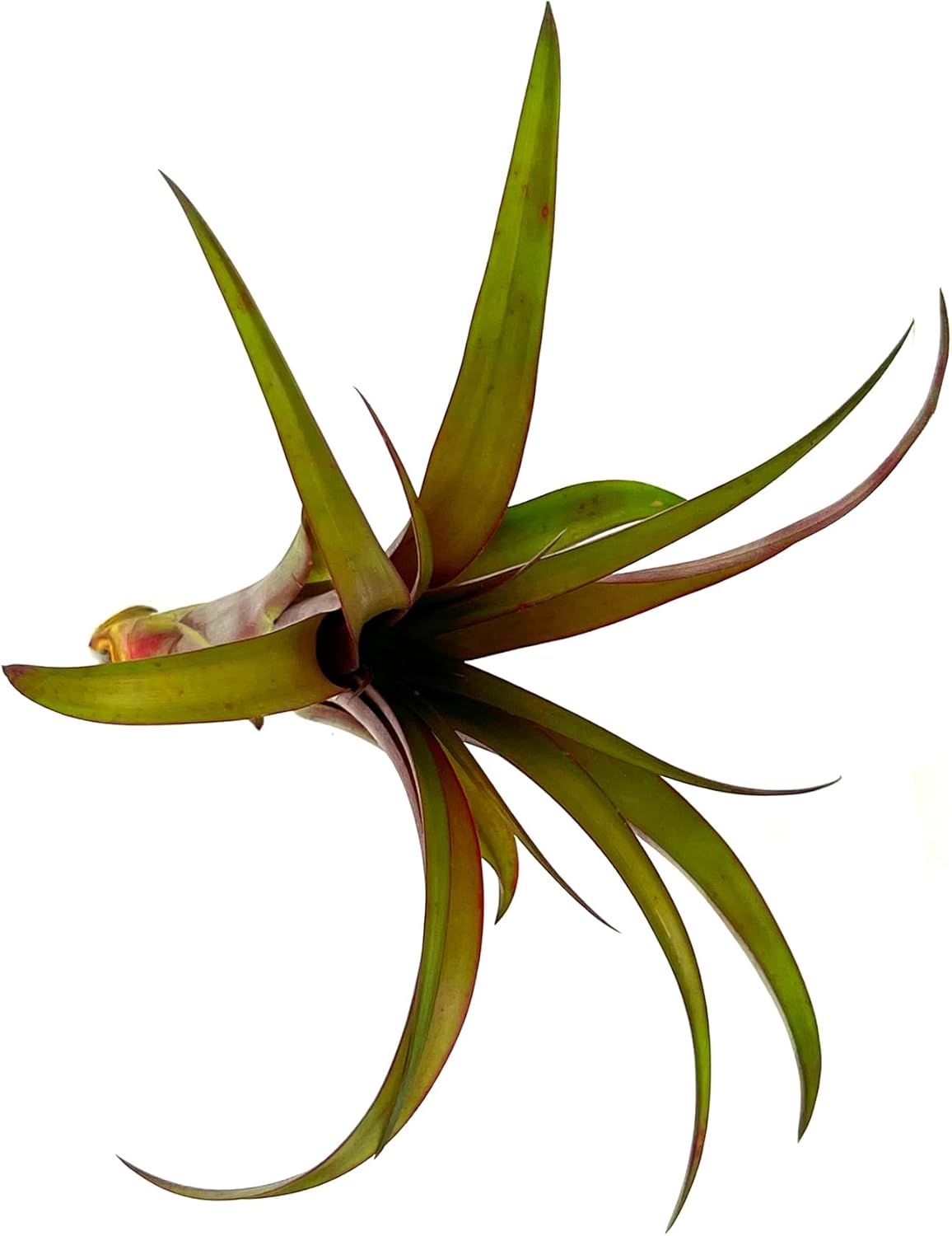 Tillandsia Red Capitata