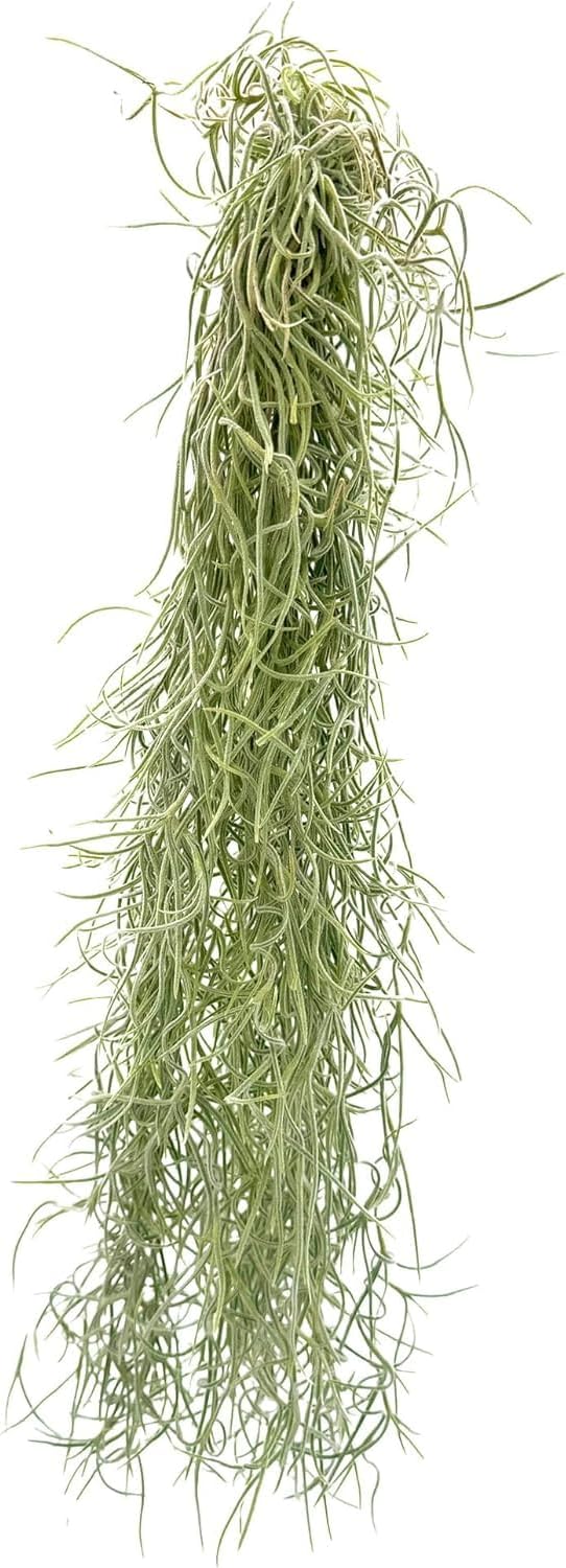 Tillandsia Usneoides "Spanish Moss"