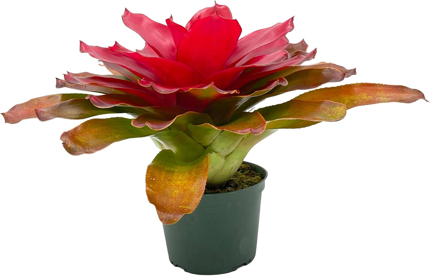Bromeliad Neoregelia Tangerine
