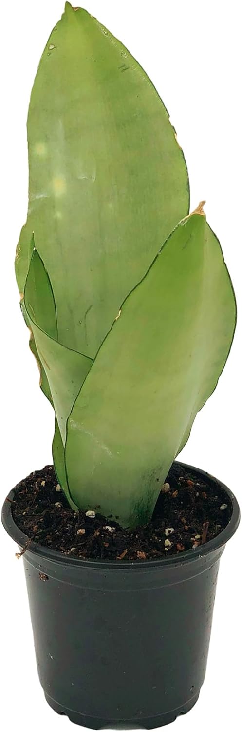 large moonshine snake plant Moonshine Sansevieria Trifasciata