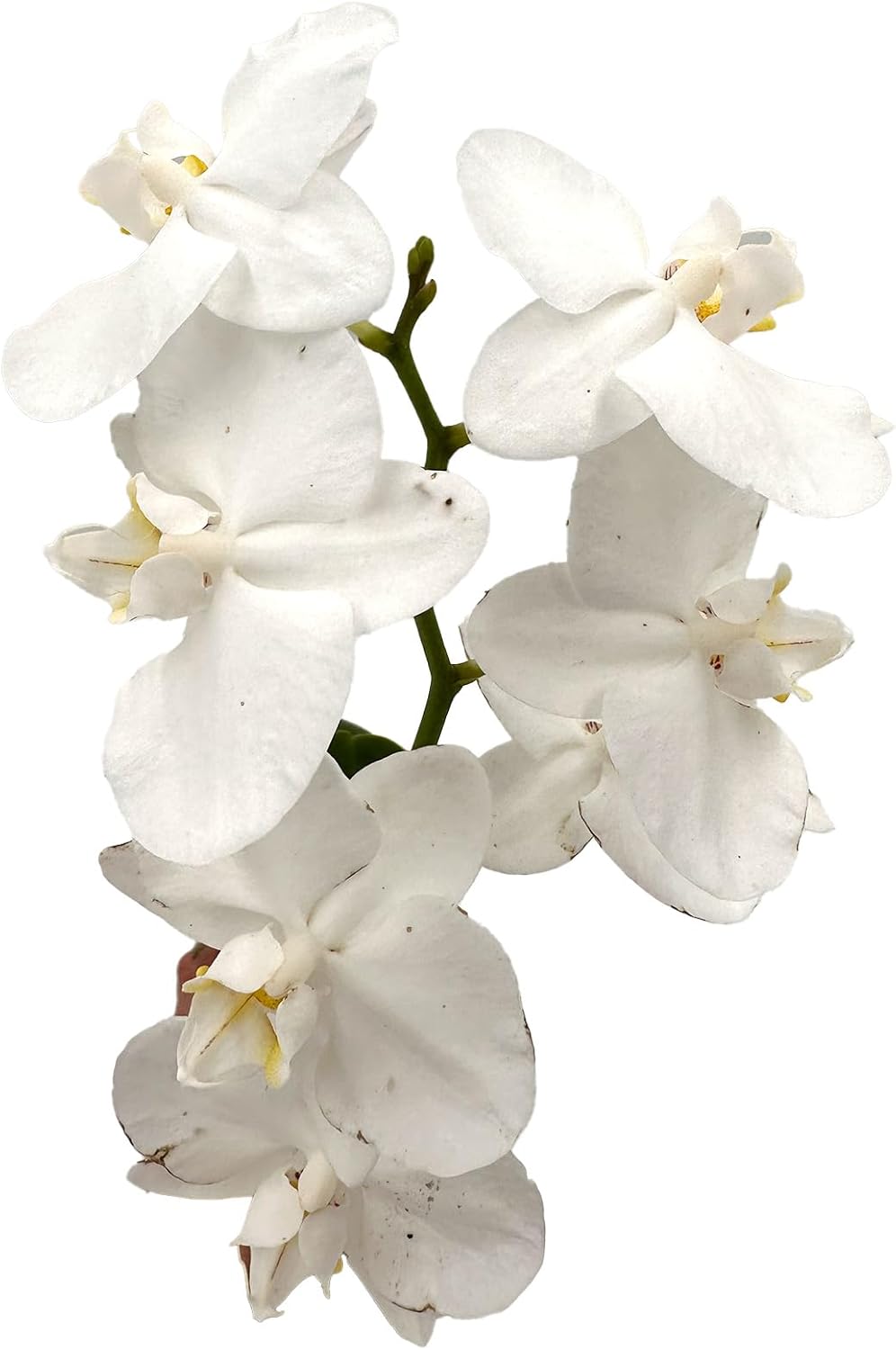 Phalaenopsis Orchid White