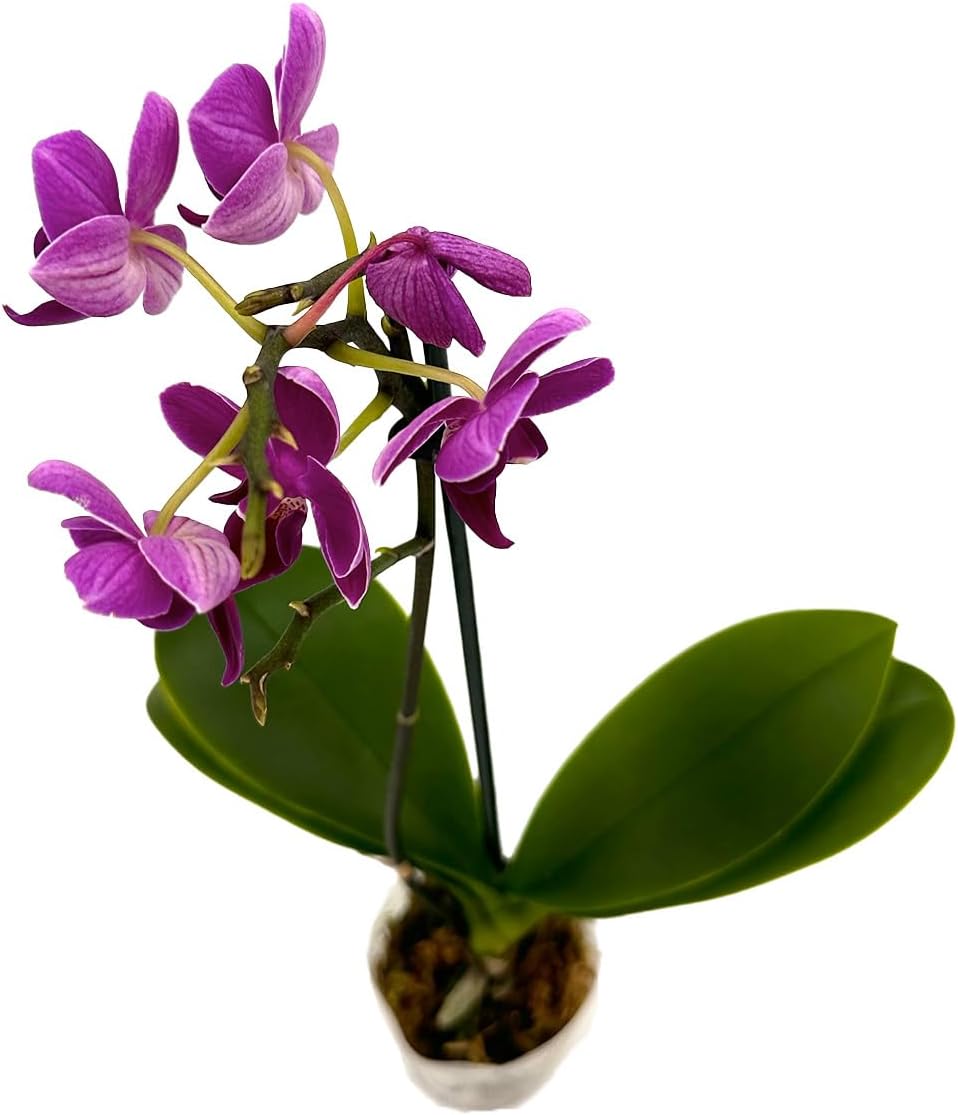 Phalaenopsis Orchid Purple