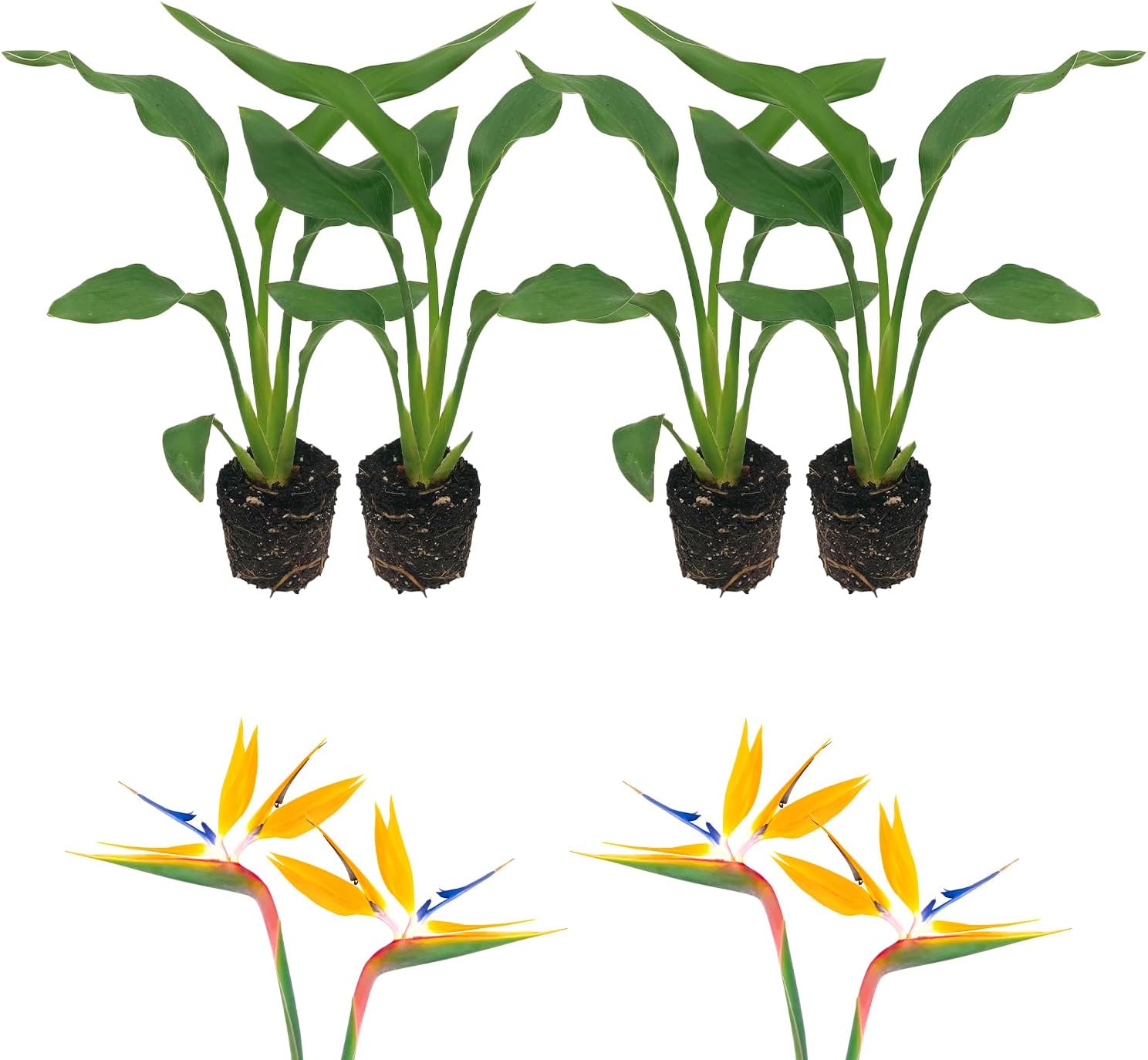 Orange Birds of Paradise