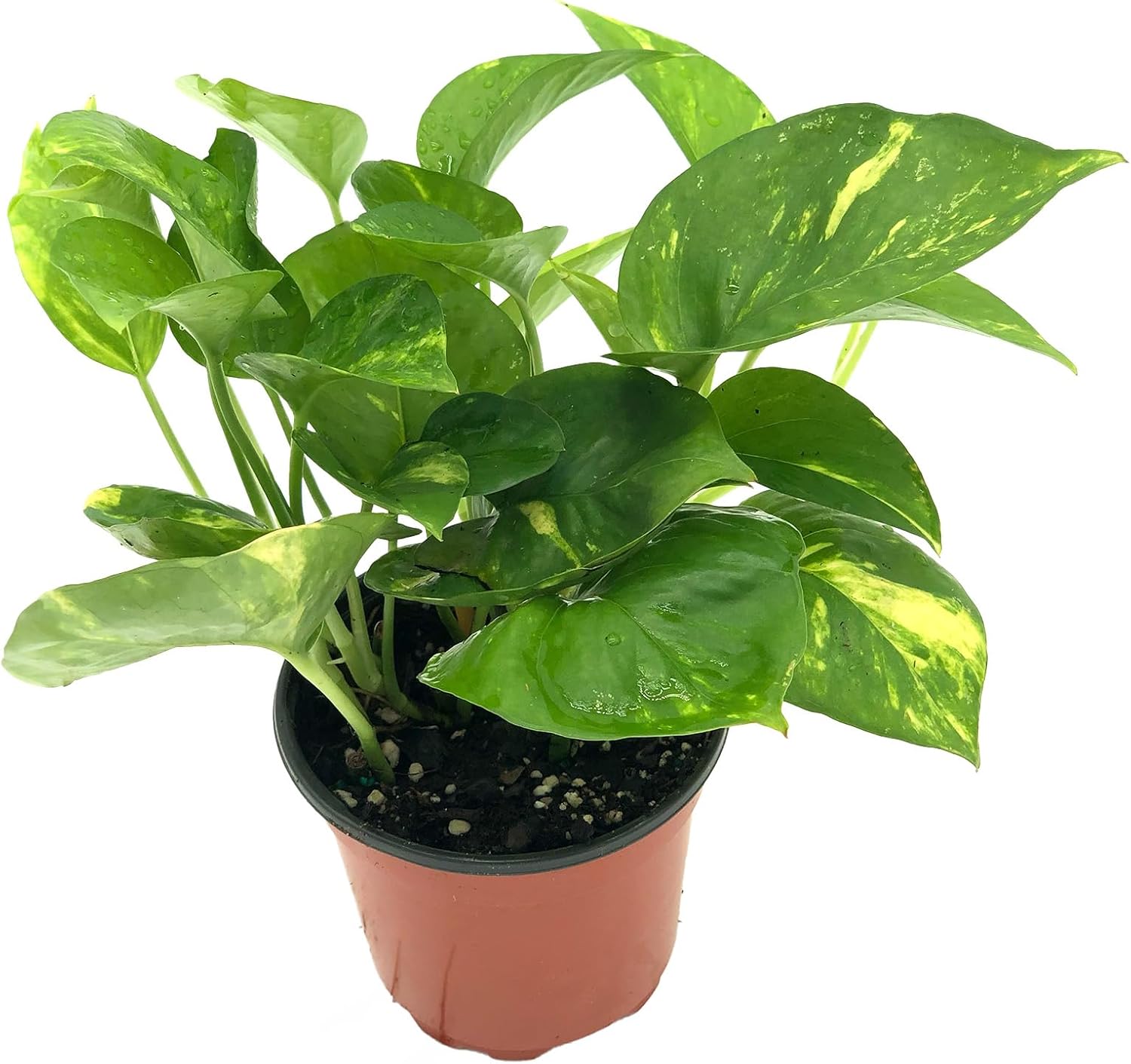 live pothos Golden Pothos