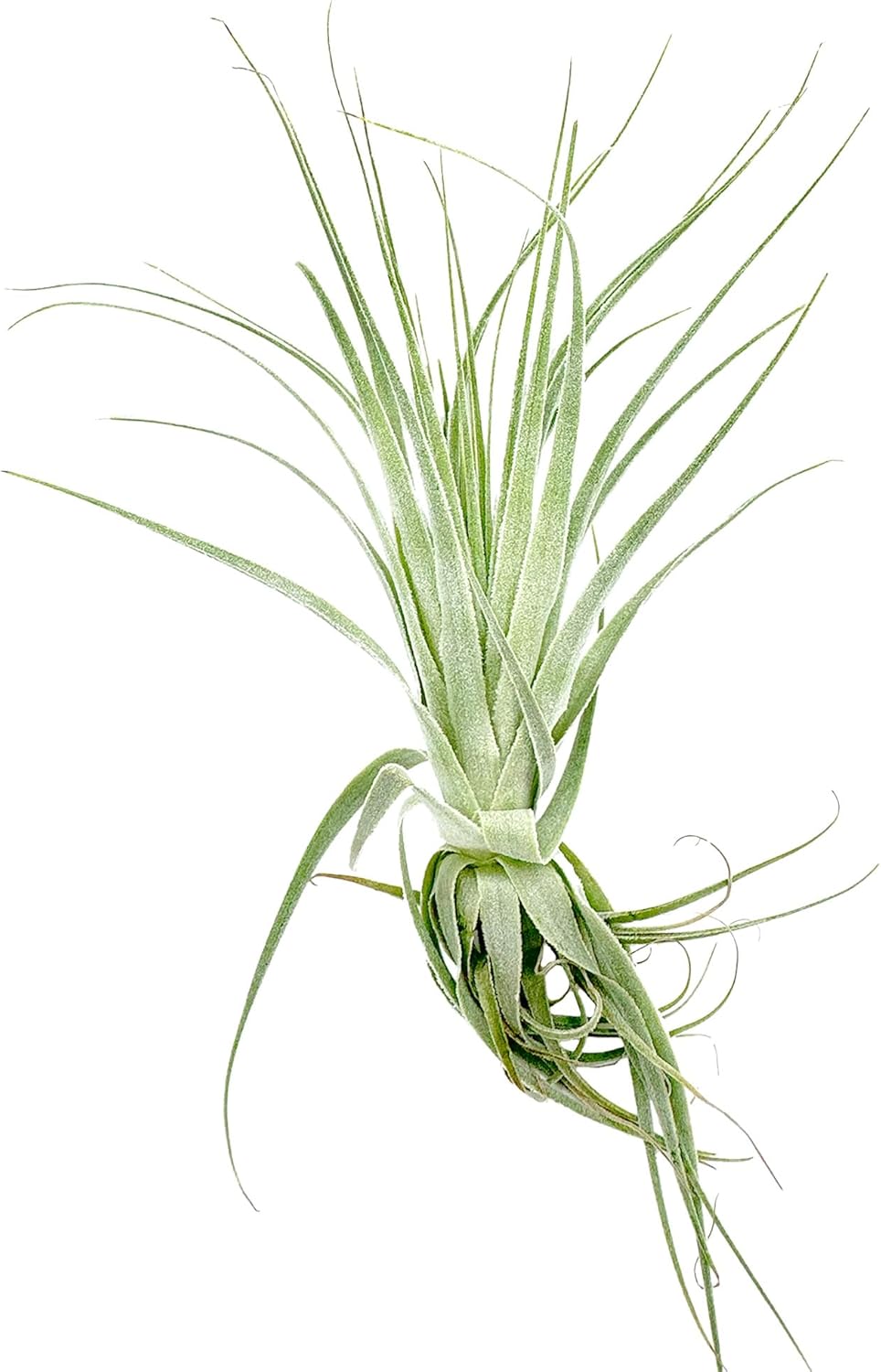 gardneri air plant Tillandsia Gardneri