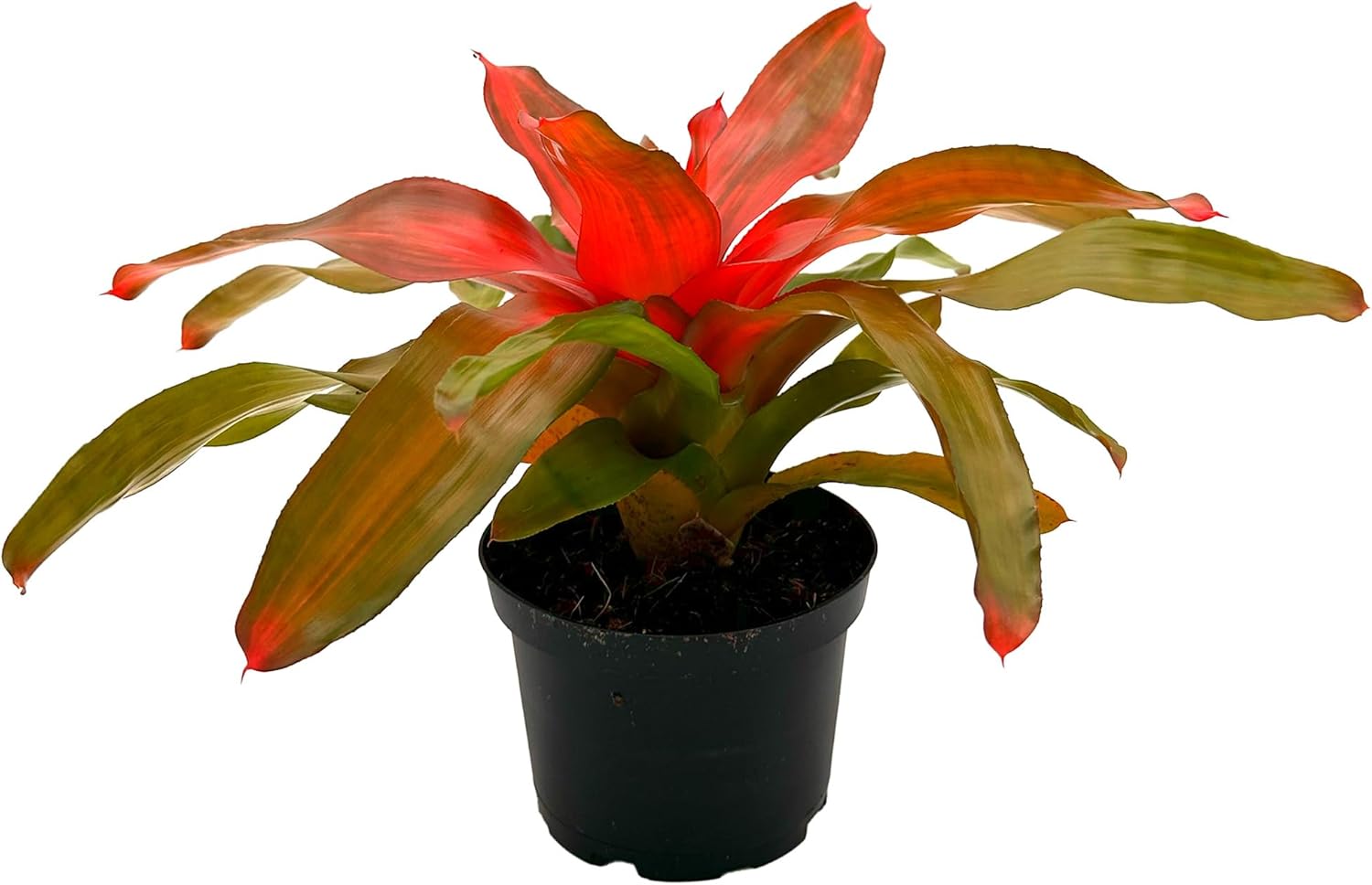 Bromeliad Neoregelia Tangerine
