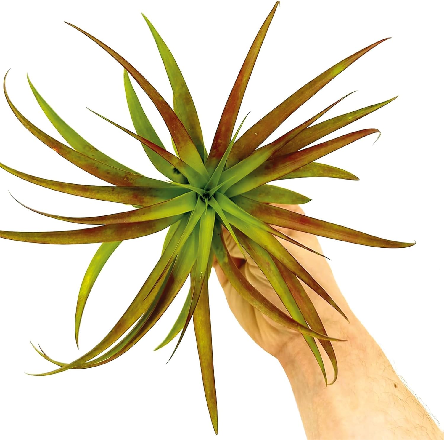 Tillandsia Burgundy Brachycaulos