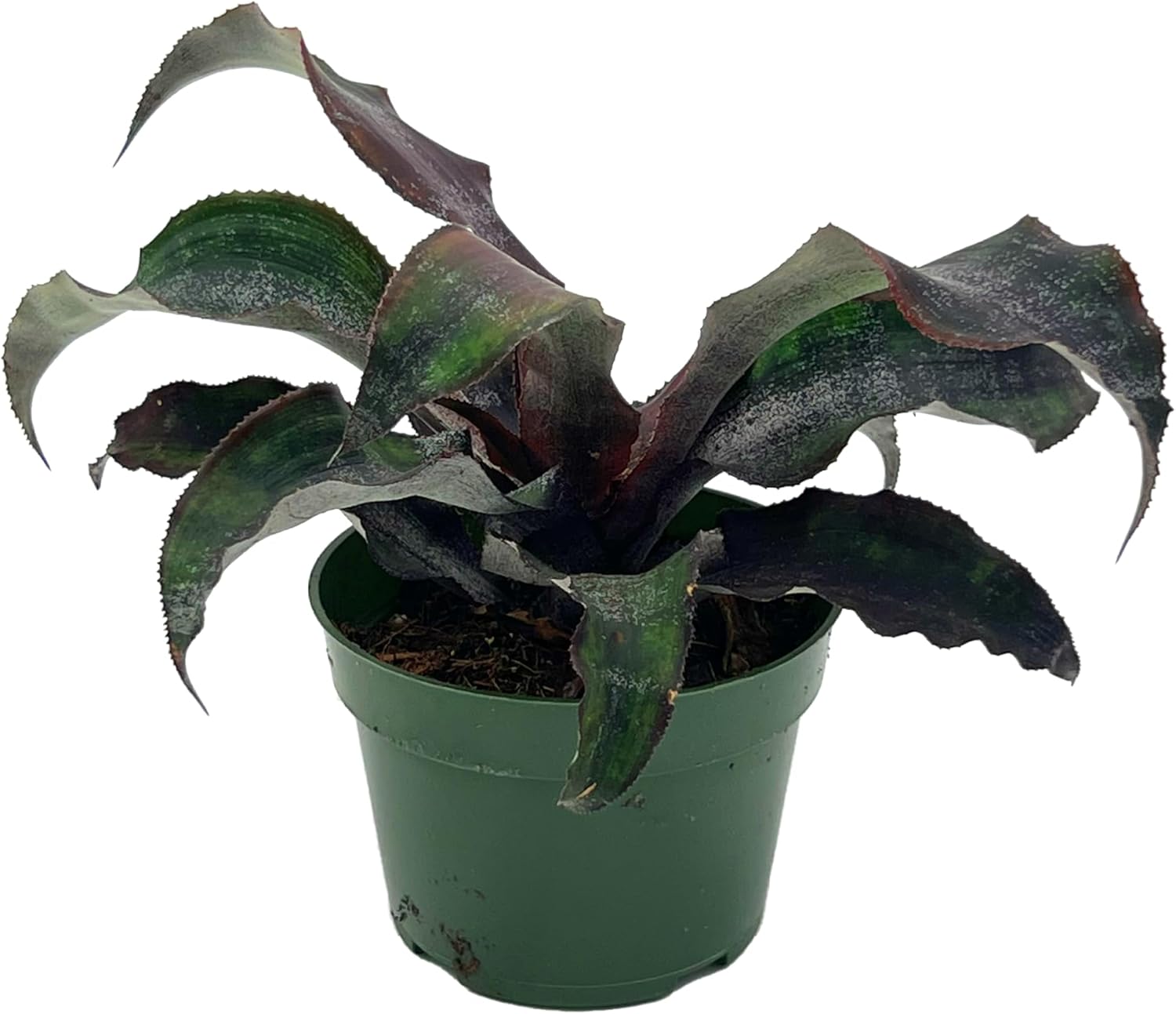 Cryptanthus Wild Cherry