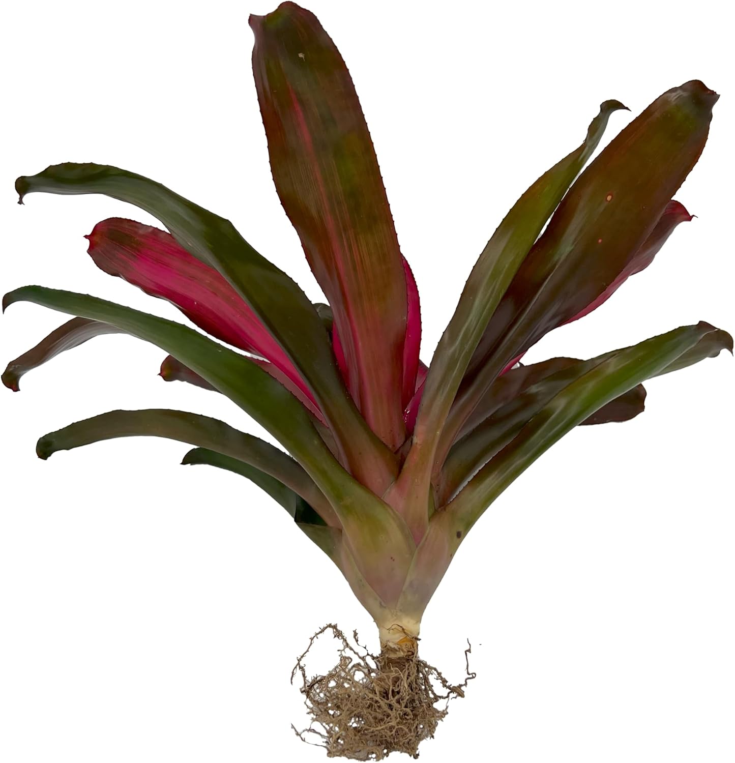 Bromeliad Neoregelia Puppy Love