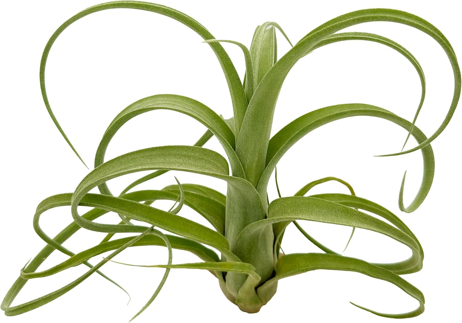 curly slim air plant Tillandsia Curly Slim