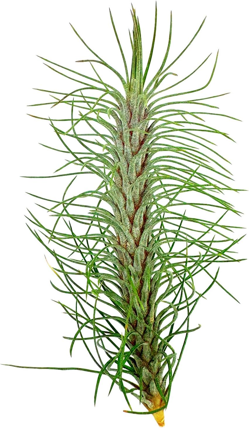 funckiana air plants Colombian Tillandsia Funckiana