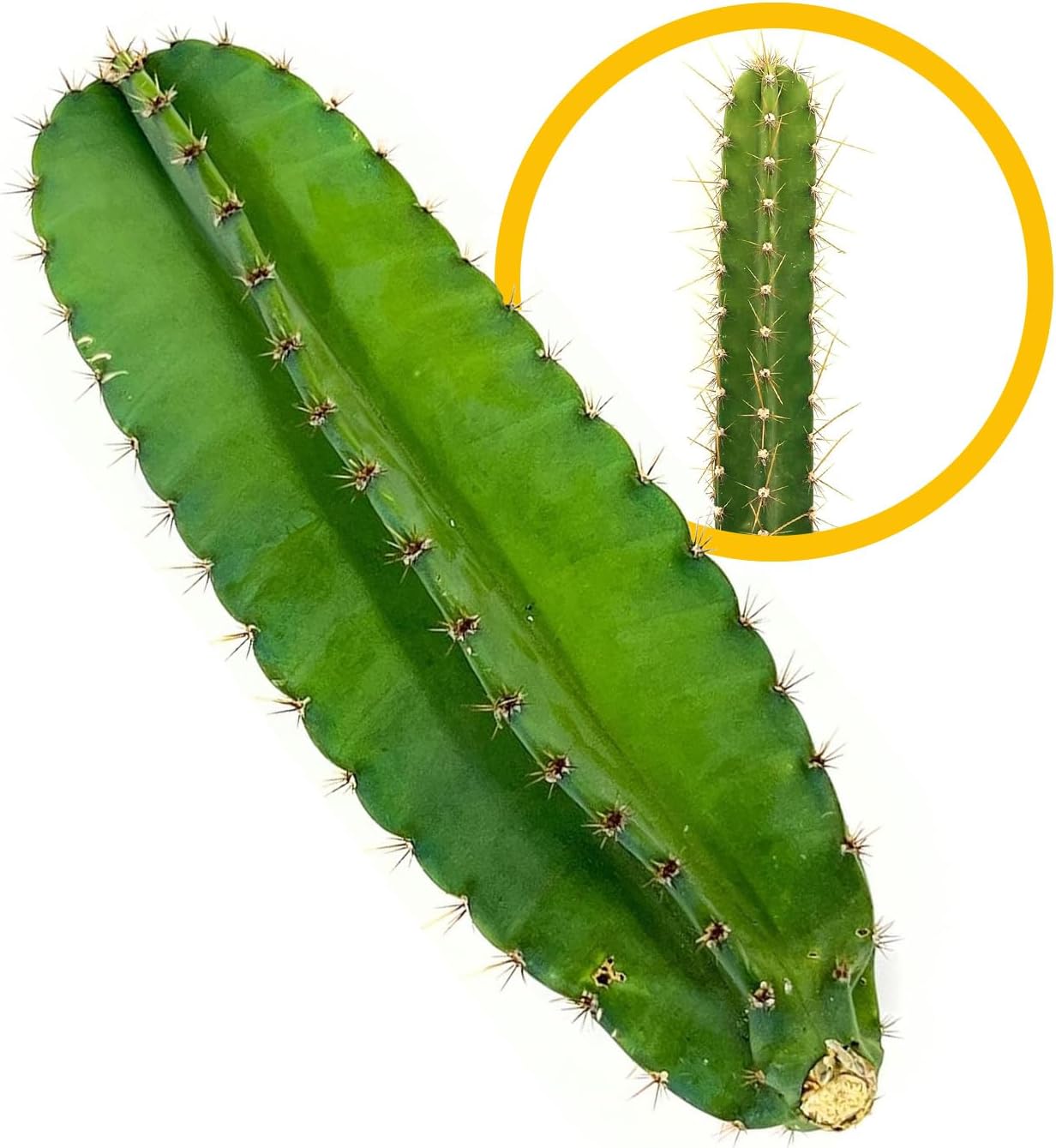 apple cactus plant Apple Cactus Plant