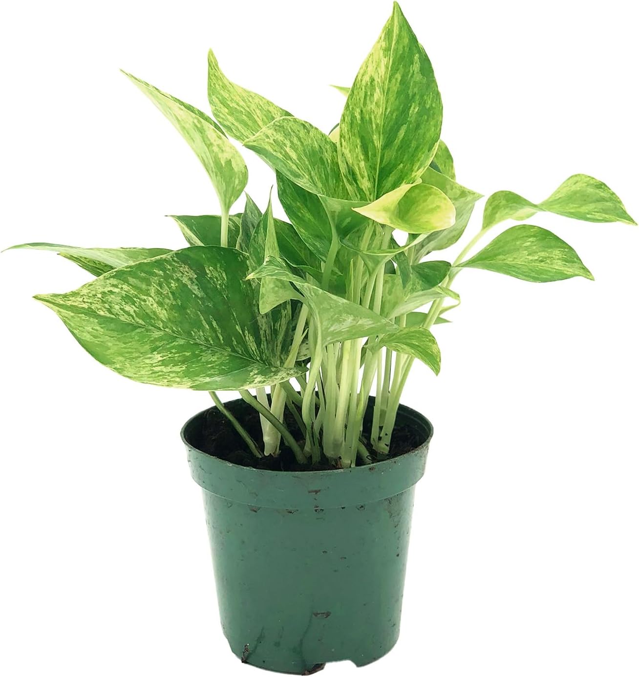 marble.pothos Marble Queen Pothos