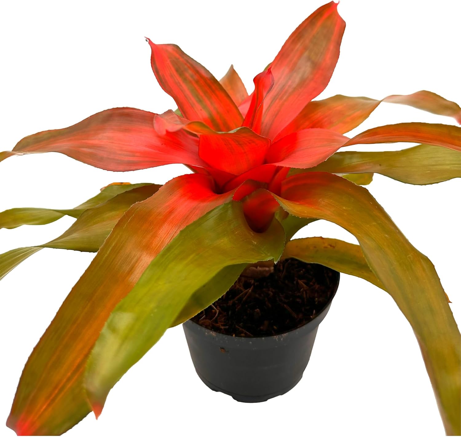 Bromeliad Neoregelia Tangerine