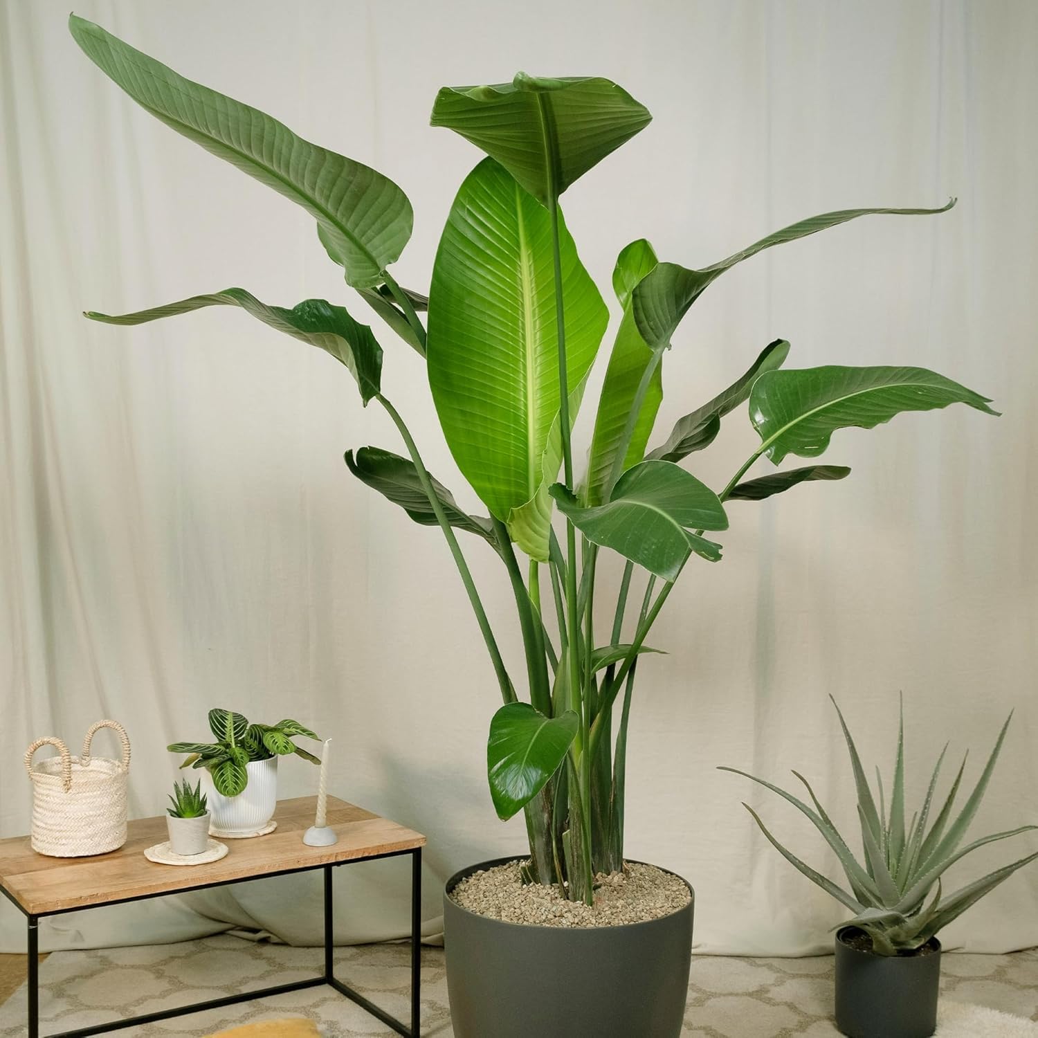 Birds of Paradise Variety