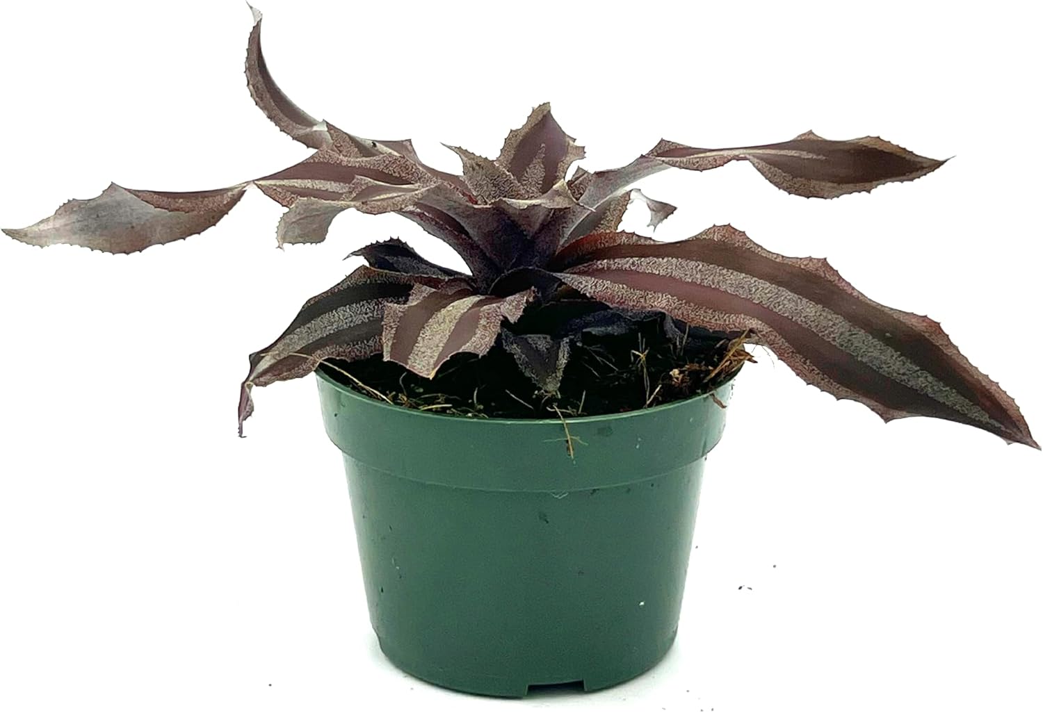 is cryptanthus a succulent Cryptanthus Menescal