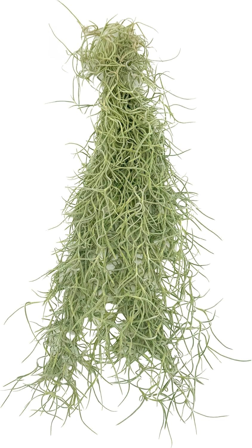 Tillandsia Usneoides "Spanish Moss"