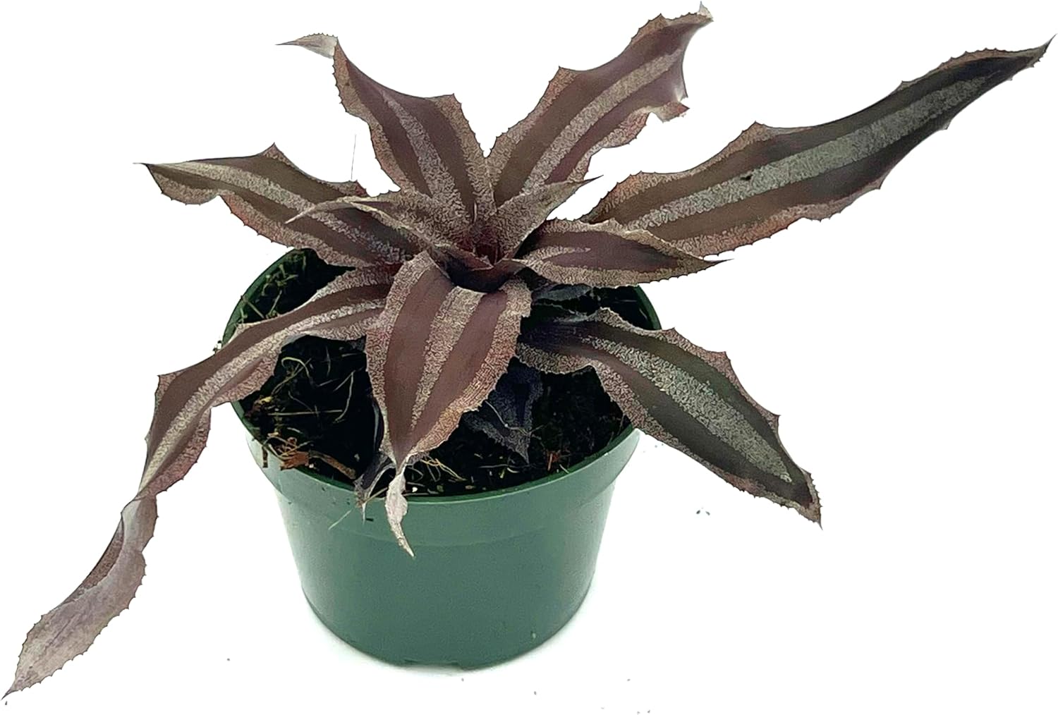 Cryptanthus Menescal