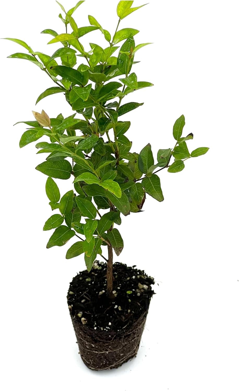 Plinia cauliflora Jaboticaba