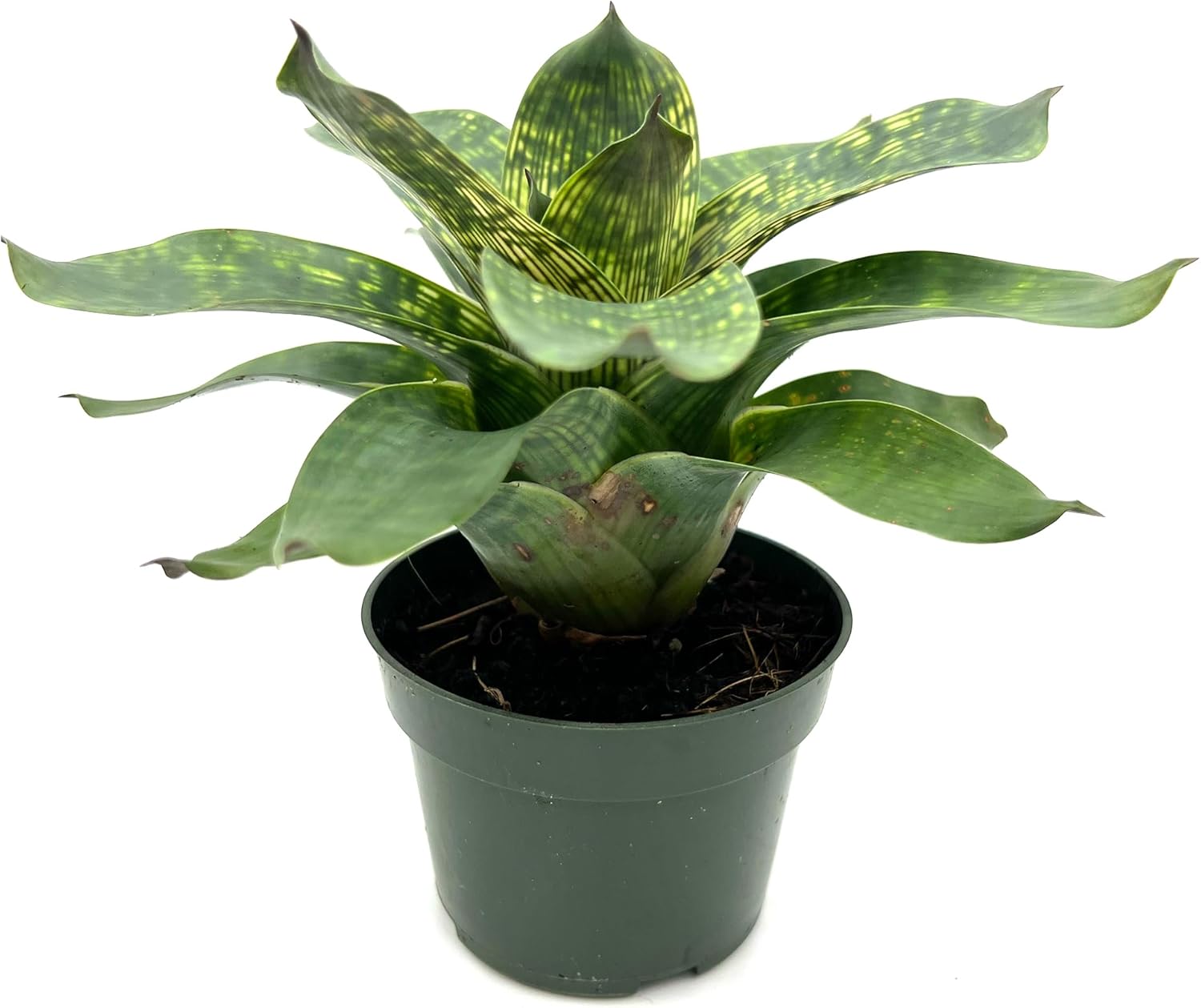 bromeliad snake plant Bromeliad Vrisea Gigantea Nova