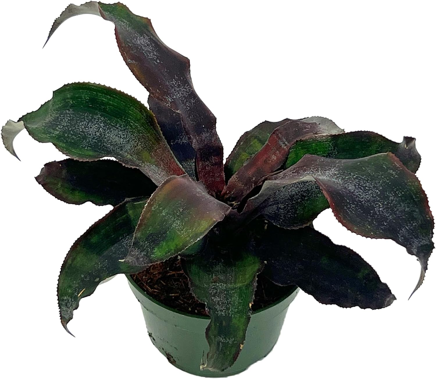 Cryptanthus Wild Cherry