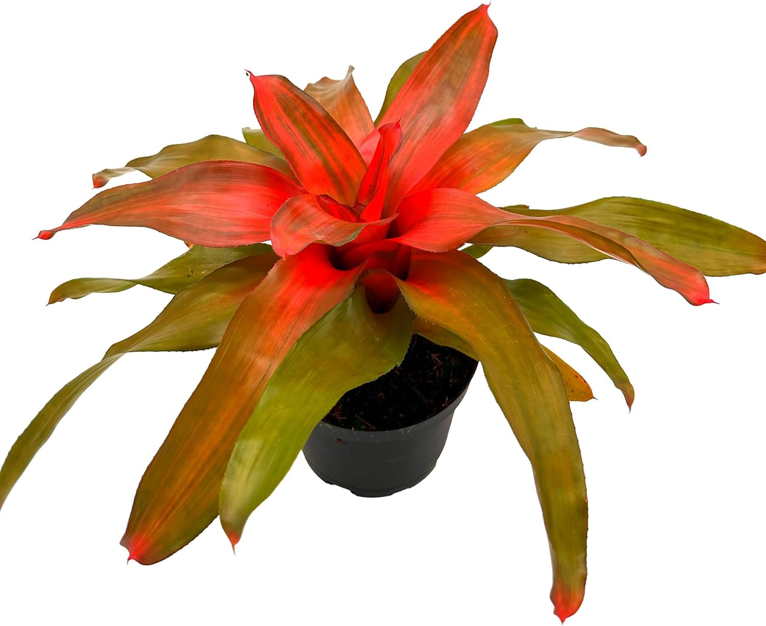 Bromeliad Neoregelia Tangerine