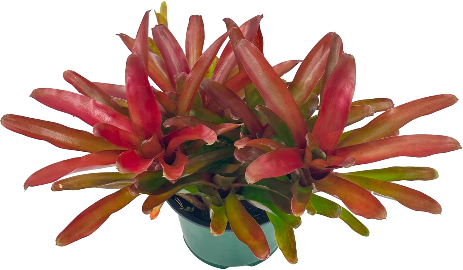 Bromeliad Neoregelia Super Fireball