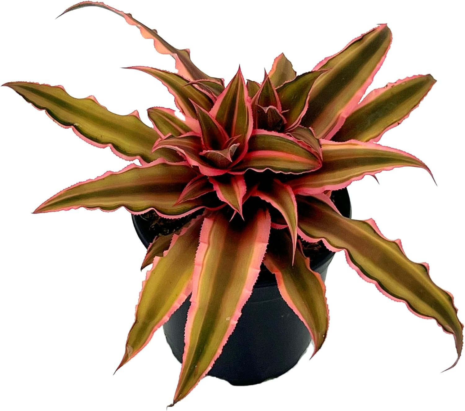 Cryptanthus Pink Star