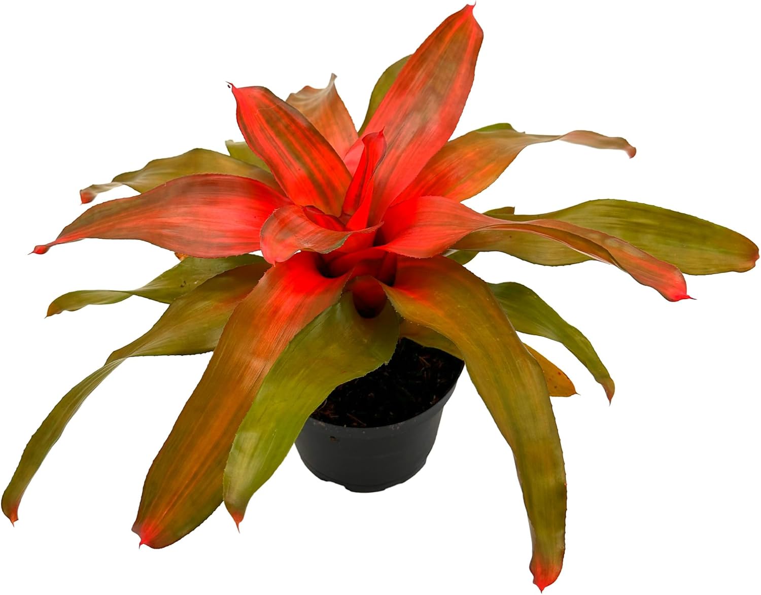 Bromeliad Neoregelia Tangerine