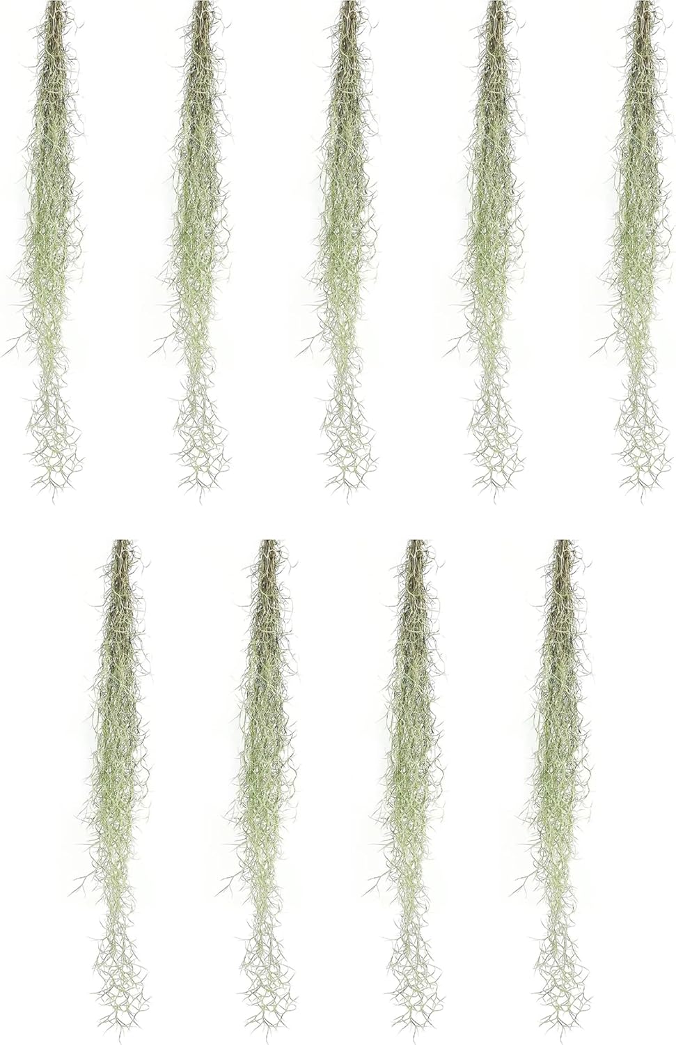 Tillandsia Usneoides "Spanish Moss"