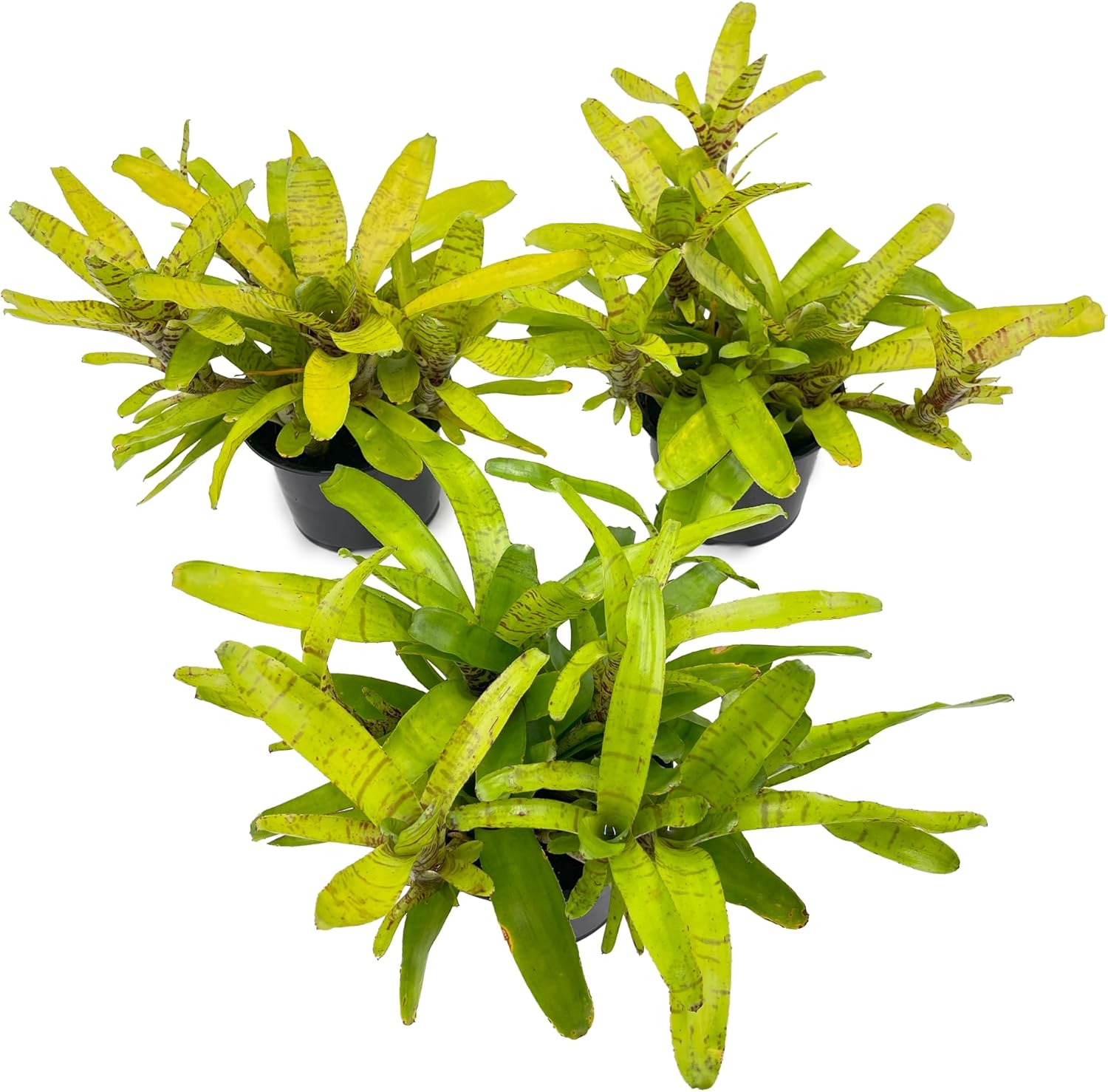 Bromeliad Neoregelia Tigrina
