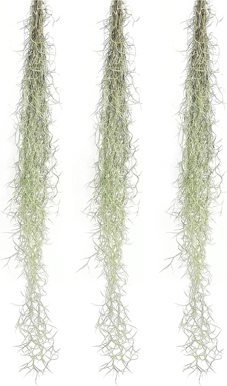 Tillandsia Usneoides "Spanish Moss"