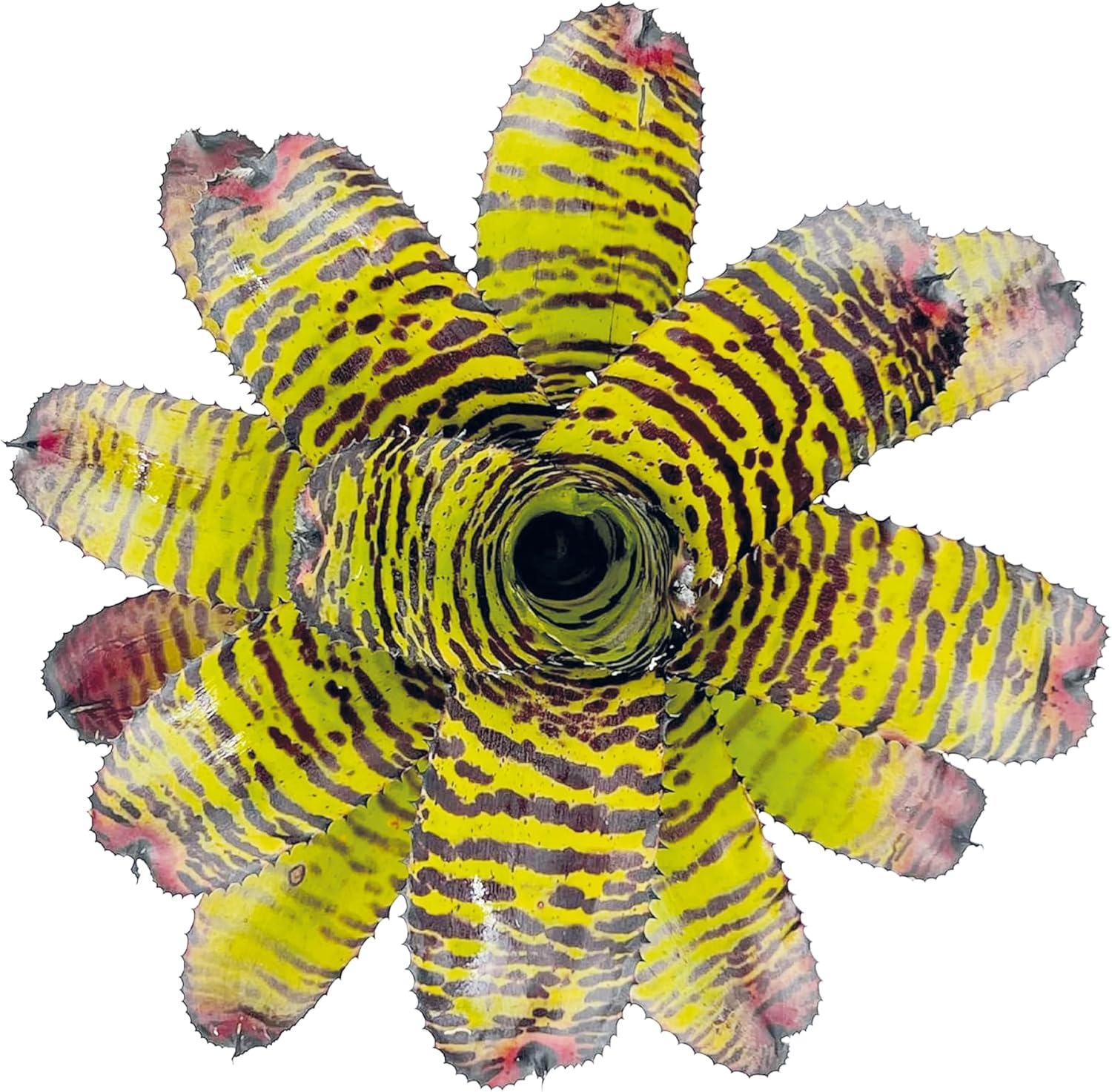 Bromeliad Neoregelia Dragon