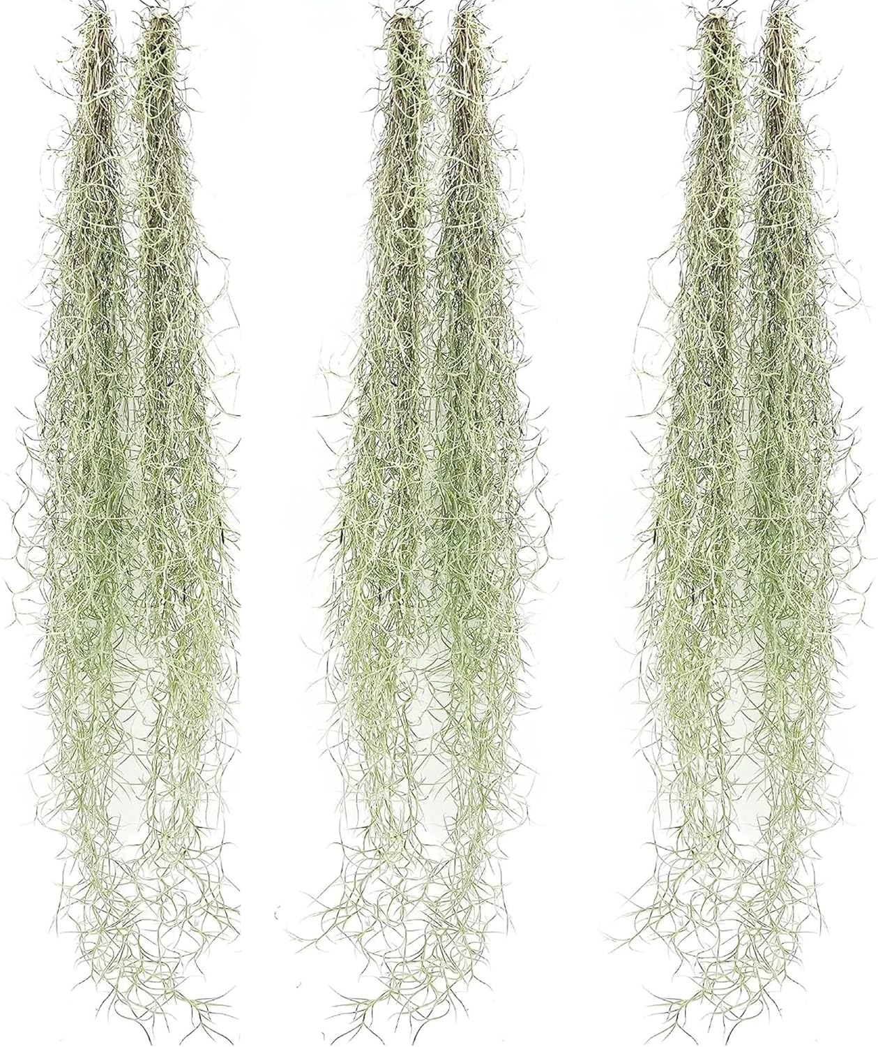 Tillandsia Usneoides "Spanish Moss"