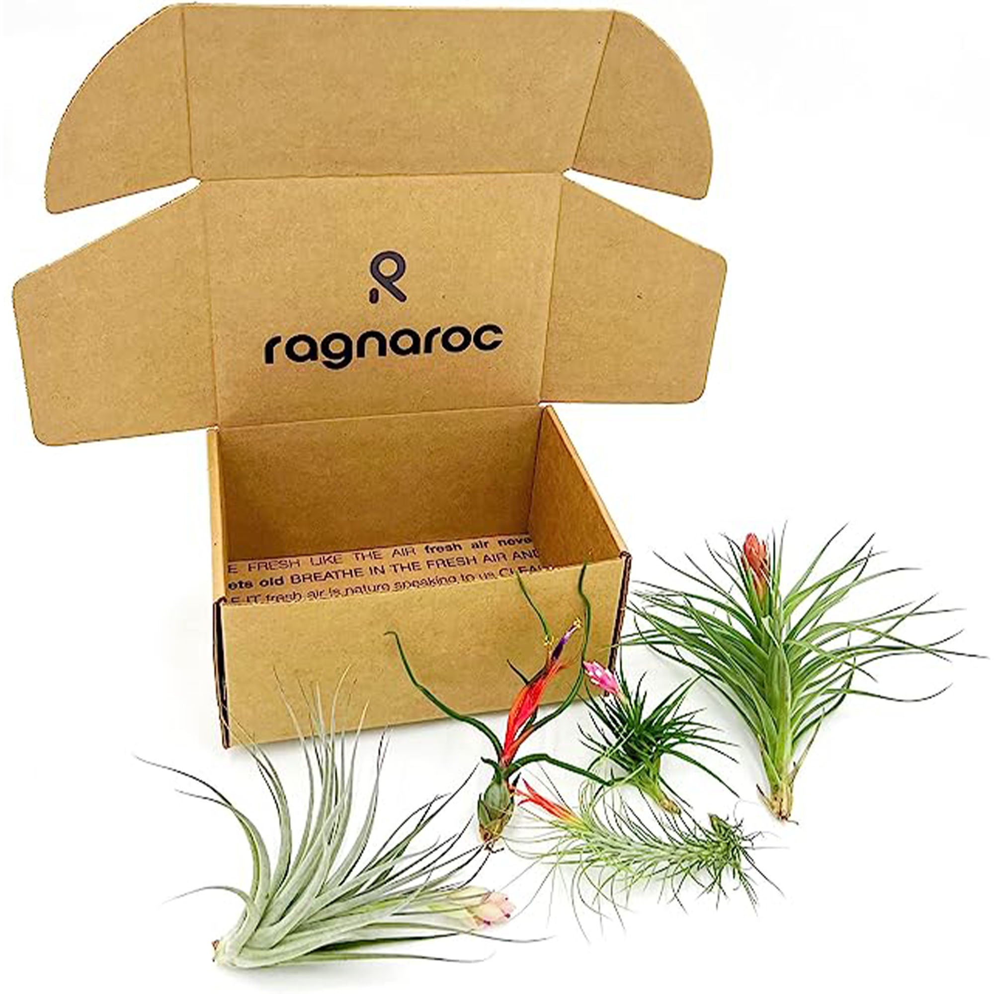 air plant gift delivery Gift Boxes