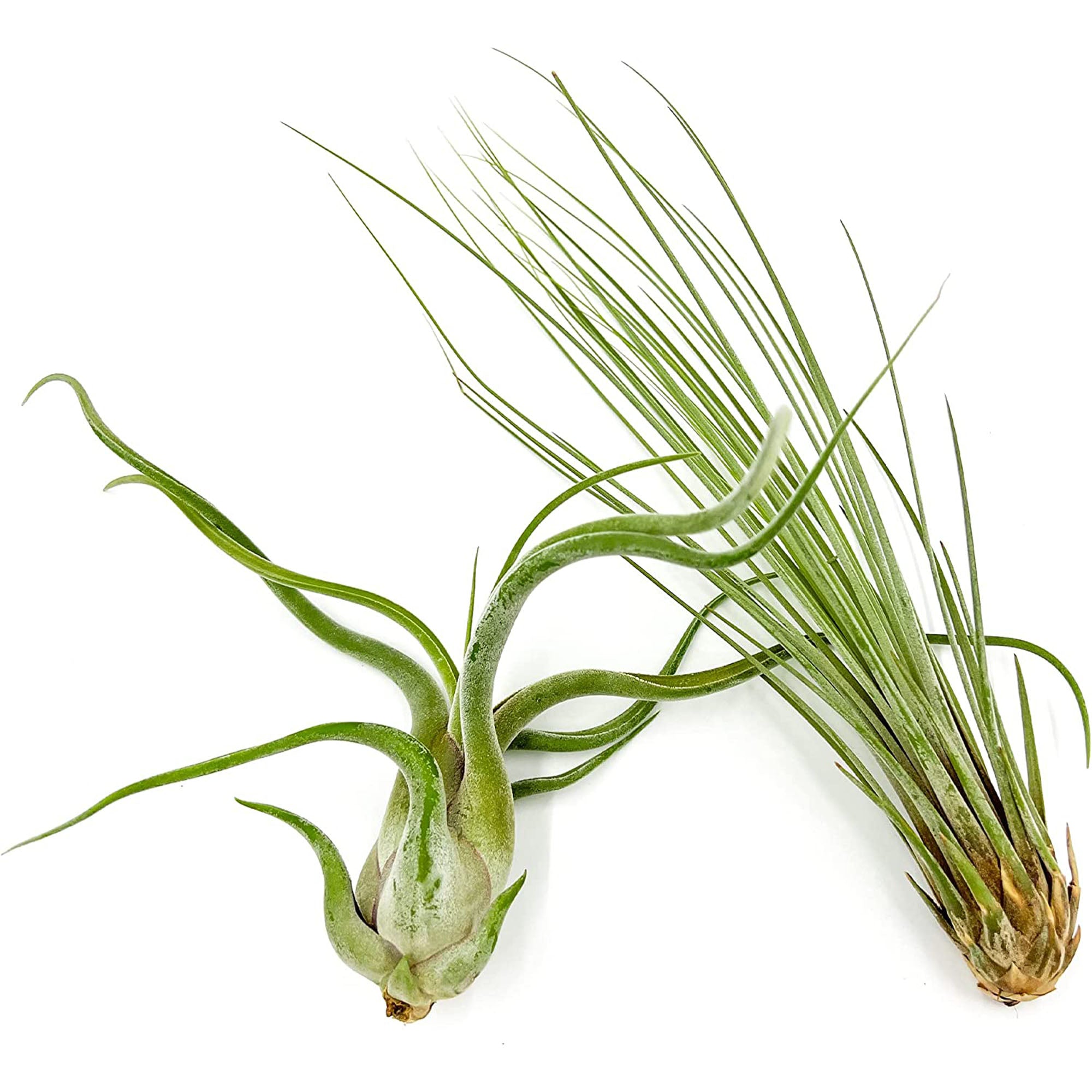 Tillandsia Variety Pack Jumbo