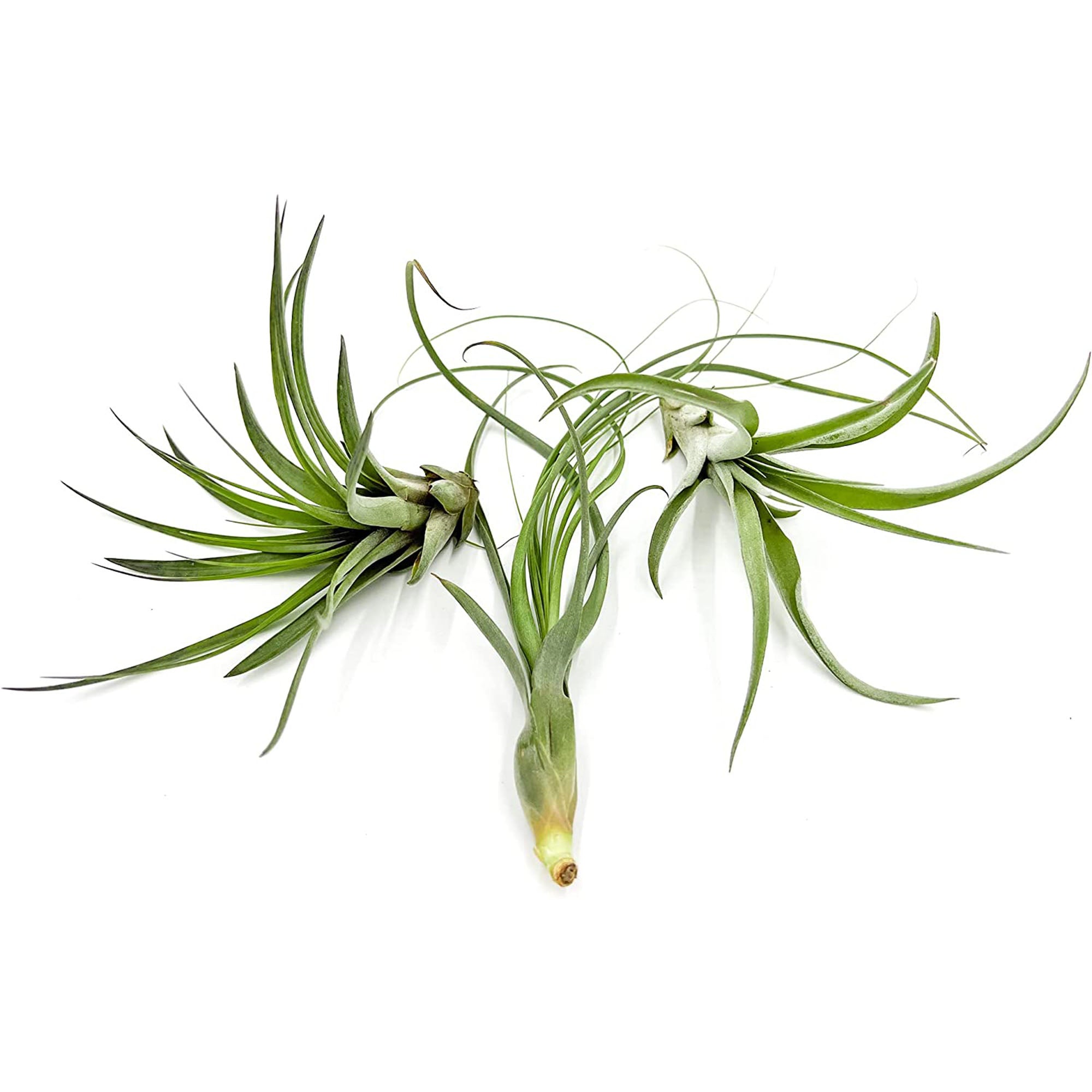Tillandsia Variety Pack Jumbo