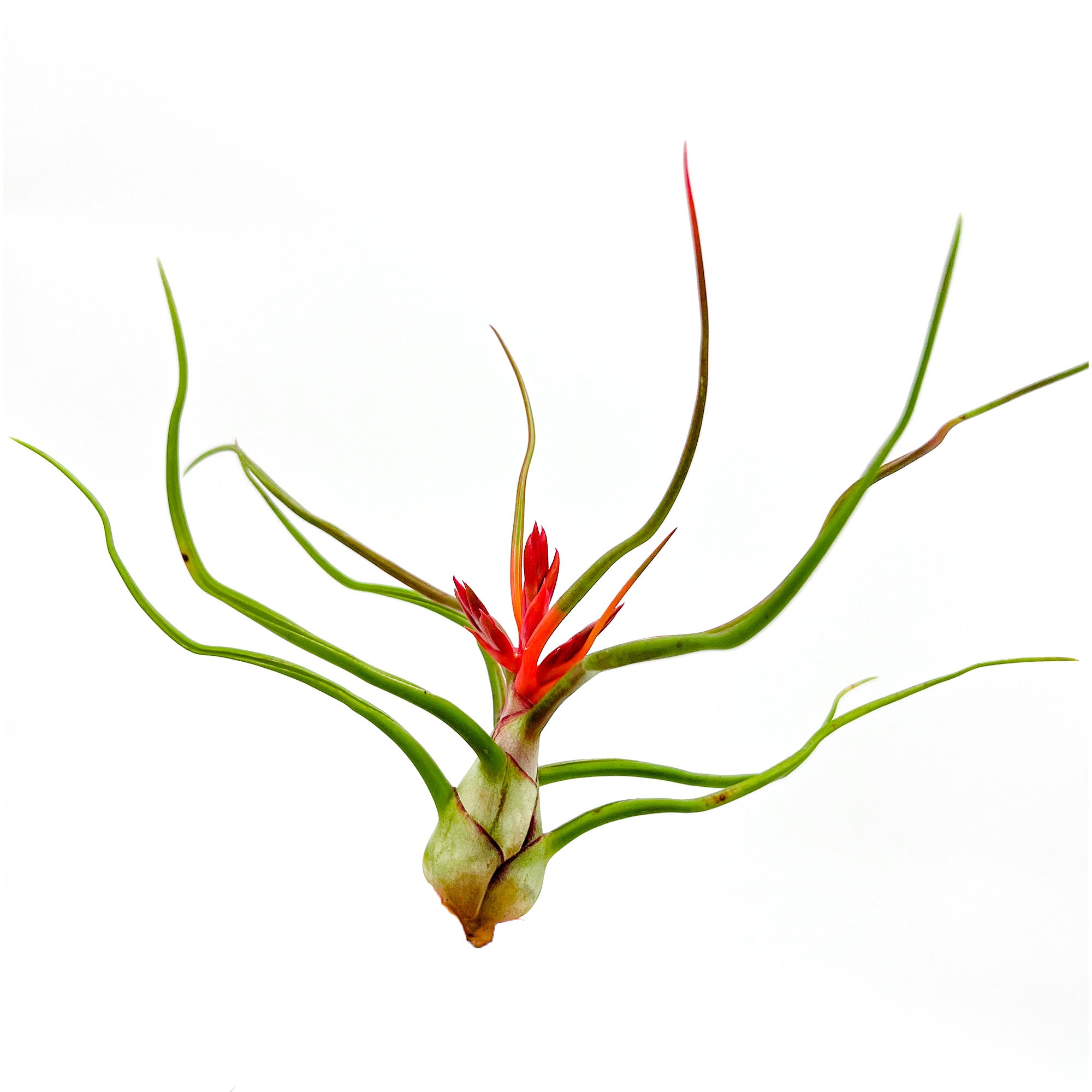 bulbosa air plant flower Flowering Tillandsia Bulbosa