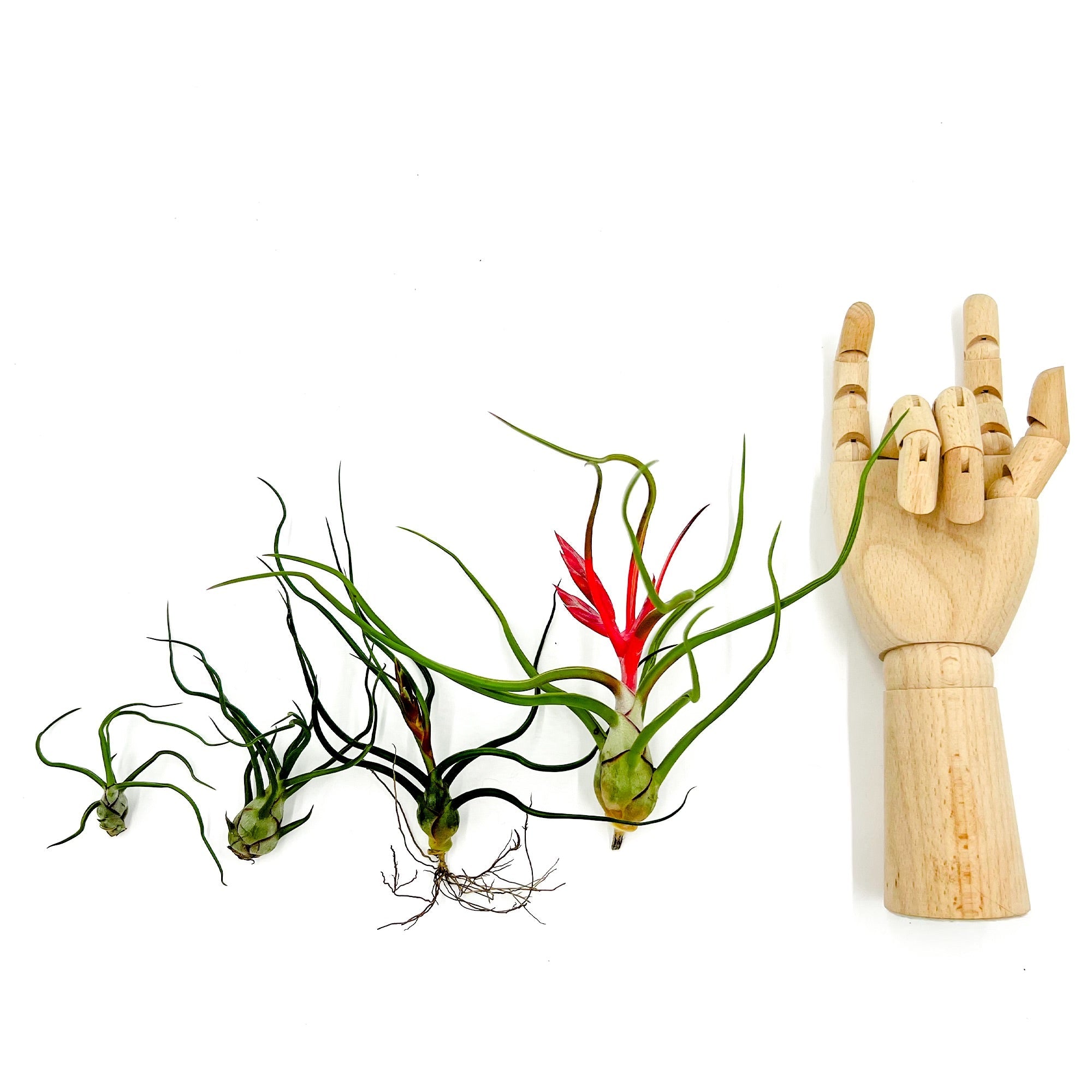Flowering Tillandsia Bulbosa