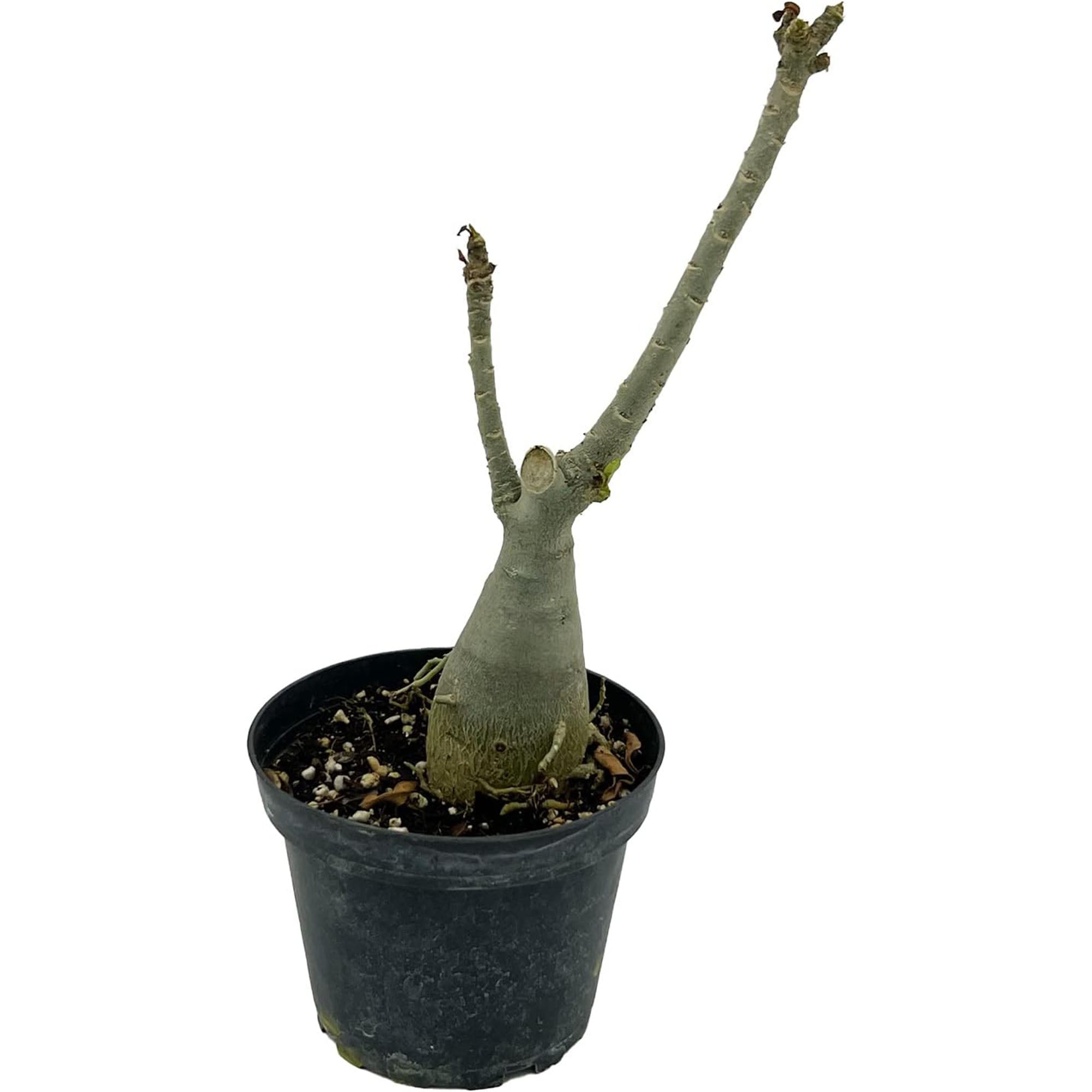 Adenium Obesum Desert Rose Plug