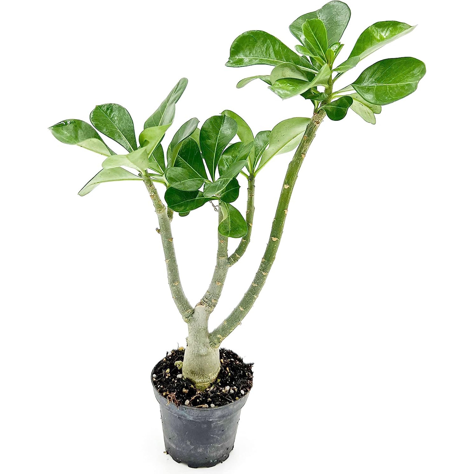 pots for adenium plants Adenium Obesum Desert Rose Potted