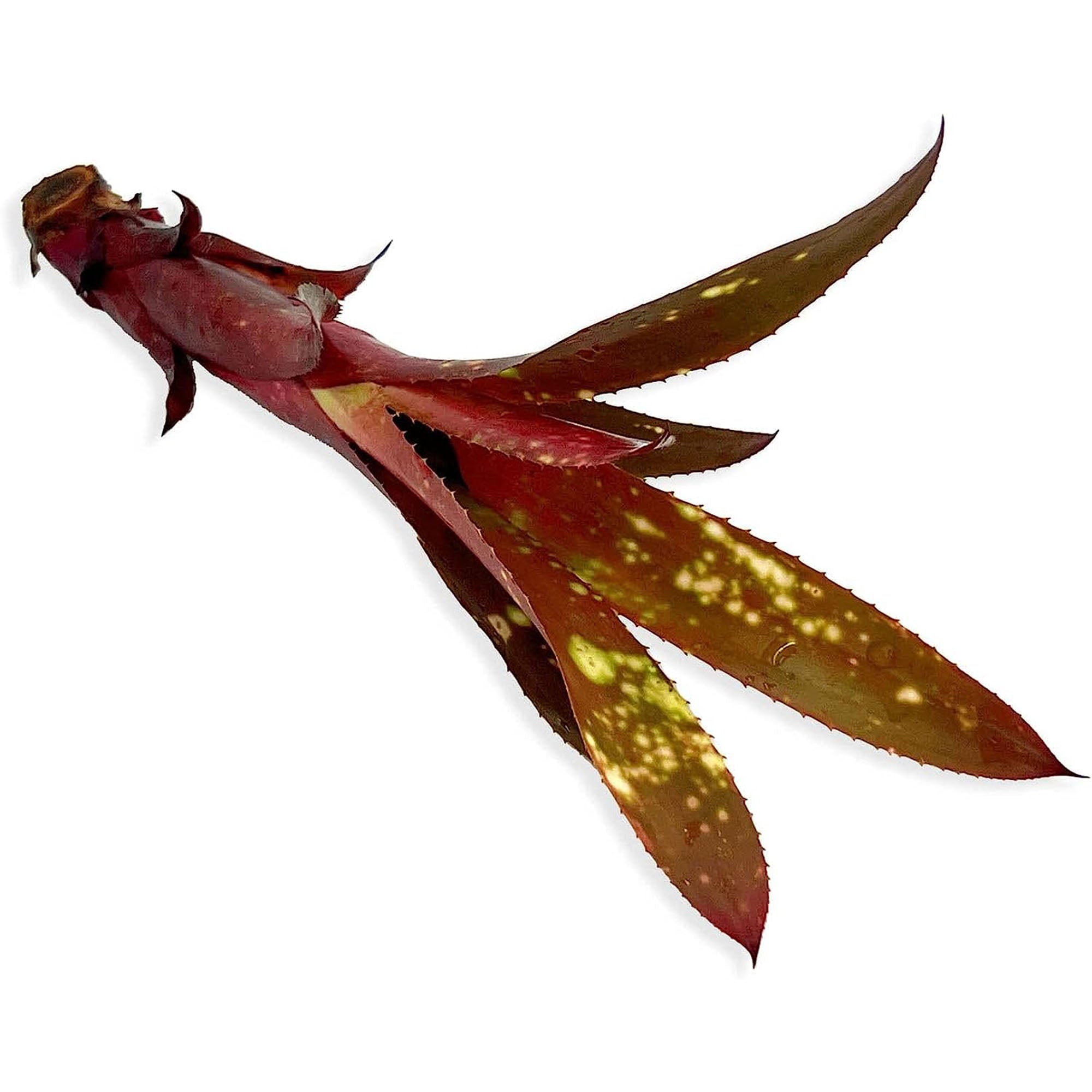 Bromeliad Billbergia Bare Root Giant