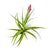 Flowering Tillandsia Aeranthos Large