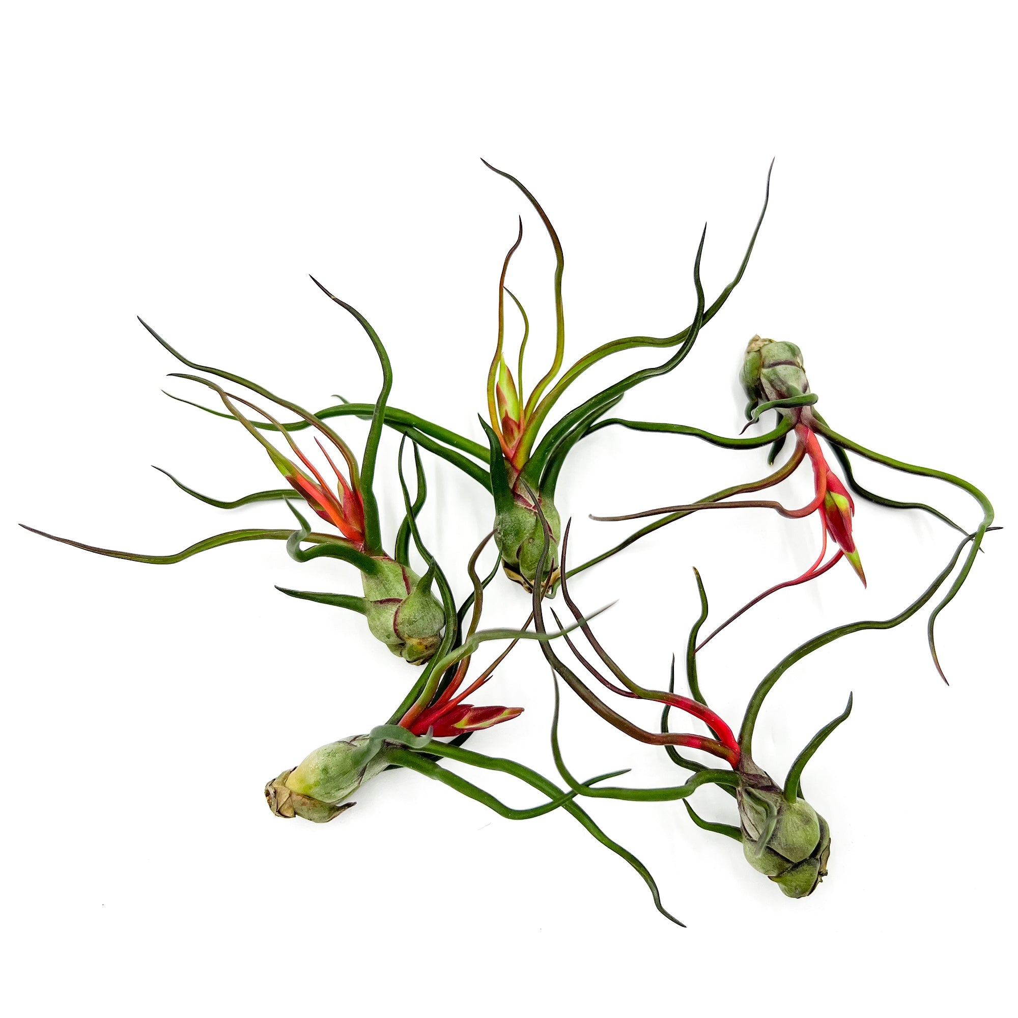 Flowering Tillandsia Bulbosa