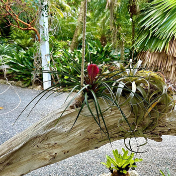 Flowering Tillandsia Cyanea Giant