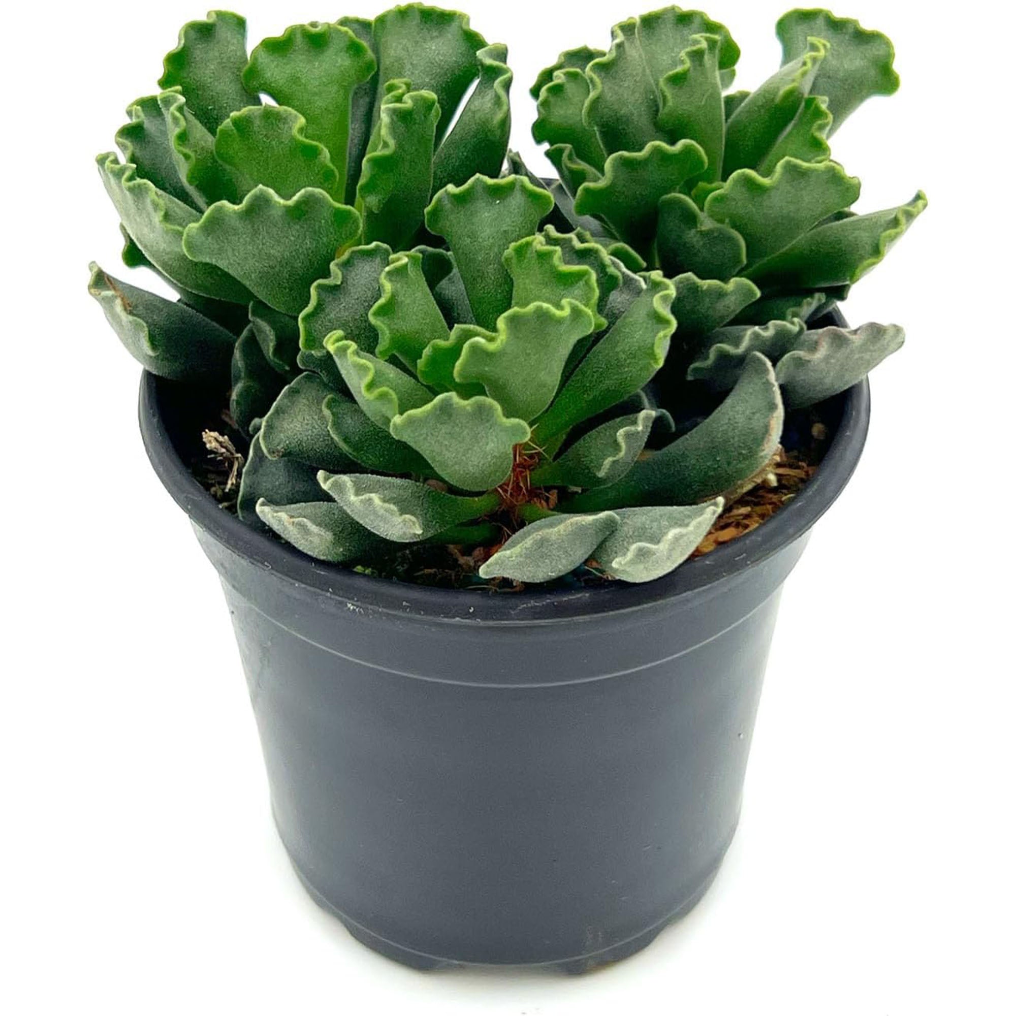 cristatus succulent Succulent Adromischus Cristatus